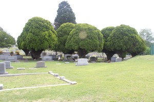 Trees in a cemetery