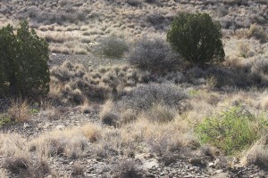 Rattlesnakes in New Mexico Desert