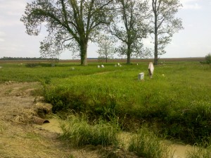 Helm Cemetery - Shaw Mississippi