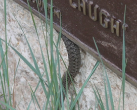 Grand Canyon Snakes