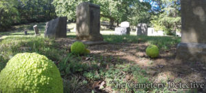 Osage Orange Trees in Cemeteries