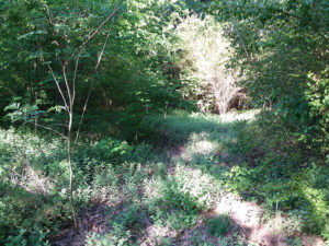 Overgrown Cemetery