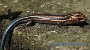 5 Lined Skink