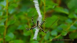 Argiope Writing Spider